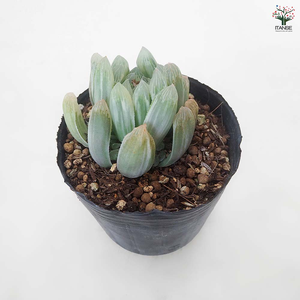 ハオルチア アイススプライト 【多肉植物 3号／1個売り】｜ 【植物の