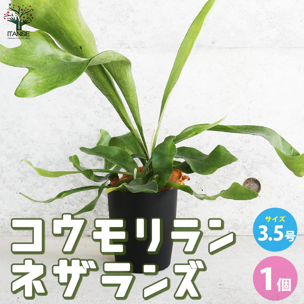 コウモリラン ネザランズ(ネザーランド)【観葉植物 3.5号ポット/1個売り】