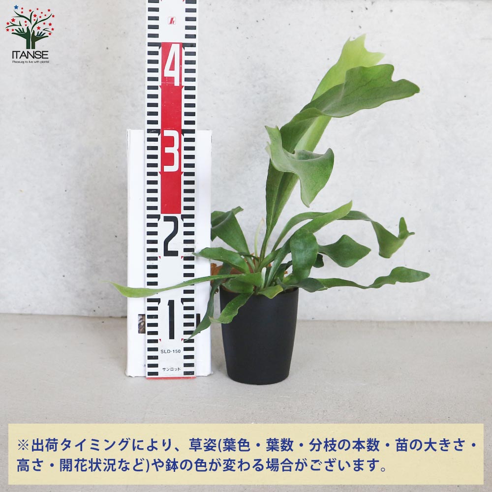 コウモリラン ネザランズ(ネザーランド)【観葉植物 3.5号ポット/1個売り】