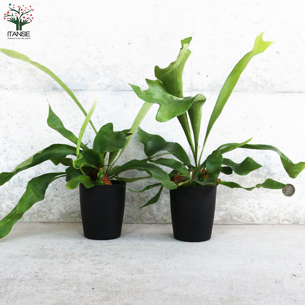 コウモリラン ネザランズ(ネザーランド)【観葉植物 3.5号ポット