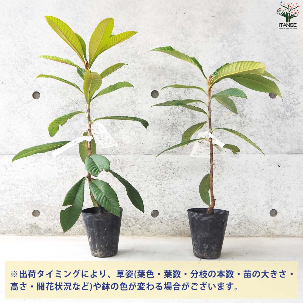 枇杷(びわ)の苗木 品種：クイーン長崎【果樹の苗 13.5cmポット 1年生