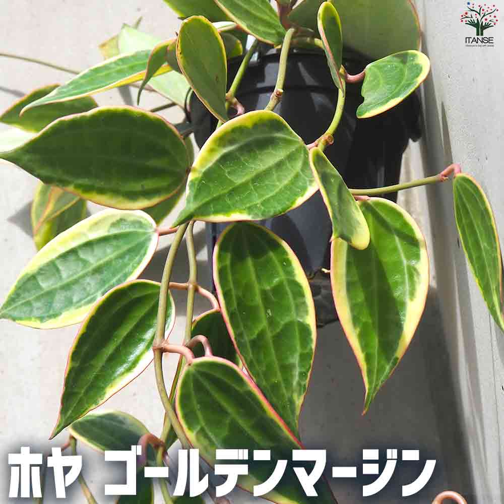 ホヤ  ゴールデンマージン 【観葉植物 4号ポット】