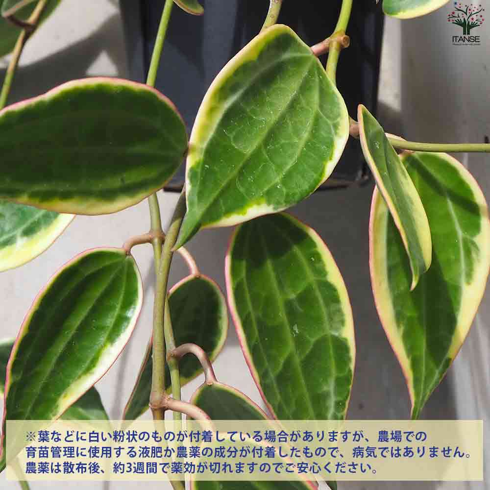 ホヤ  ゴールデンマージン 【観葉植物 4号ポット】