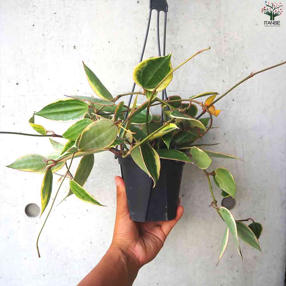 ホヤ  ゴールデンマージン 【観葉植物 4号ポット】