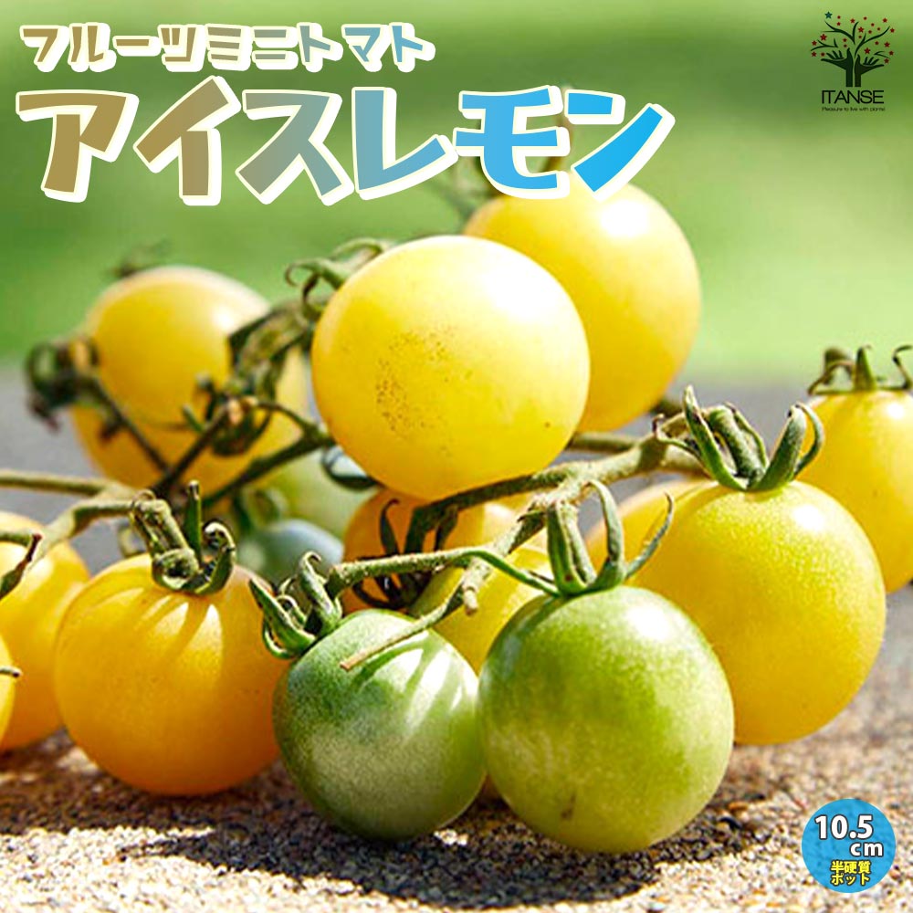 フルーツミニトマトの苗 アイスレモン2個～【野菜の苗 10.5cmポット 自根苗】