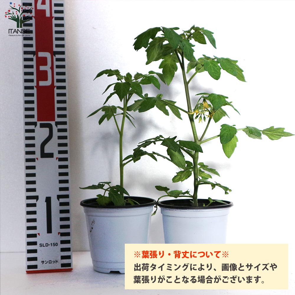 フルーツミニトマトの苗 アイスレモン2個～【野菜の苗 10.5cmポット 自根苗】