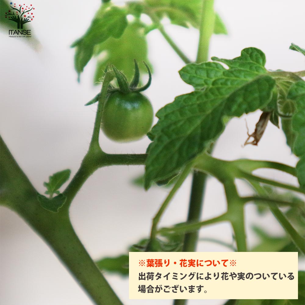 フルーツミニトマトの苗 アイスレモン2個～【野菜の苗 10.5cmポット 自根苗】