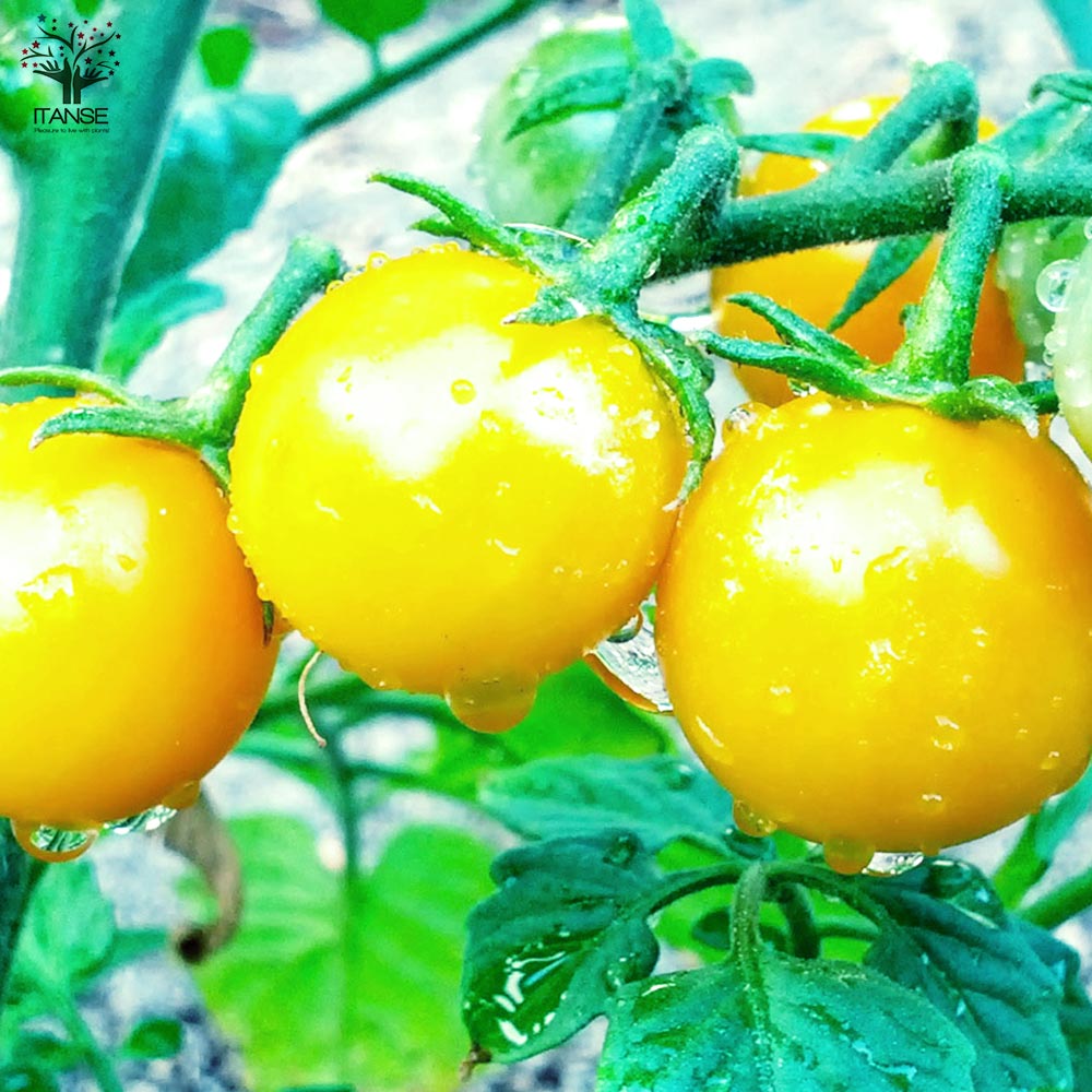 フルーツミニトマトの苗 アイスレモン2個～【野菜の苗 10.5cmポット 自根苗】