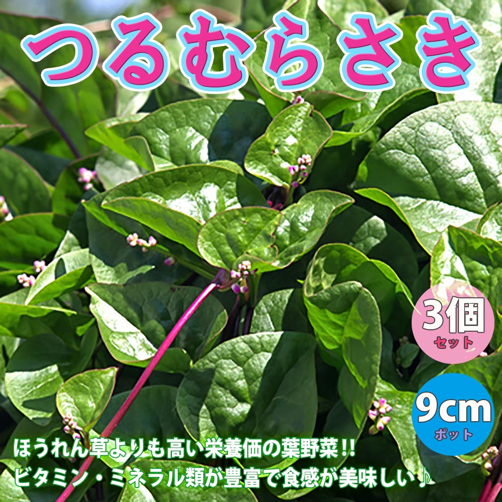 つるむらさき(赤茎・青茎見計い混合)【野菜苗9cmポット／3個セット】
