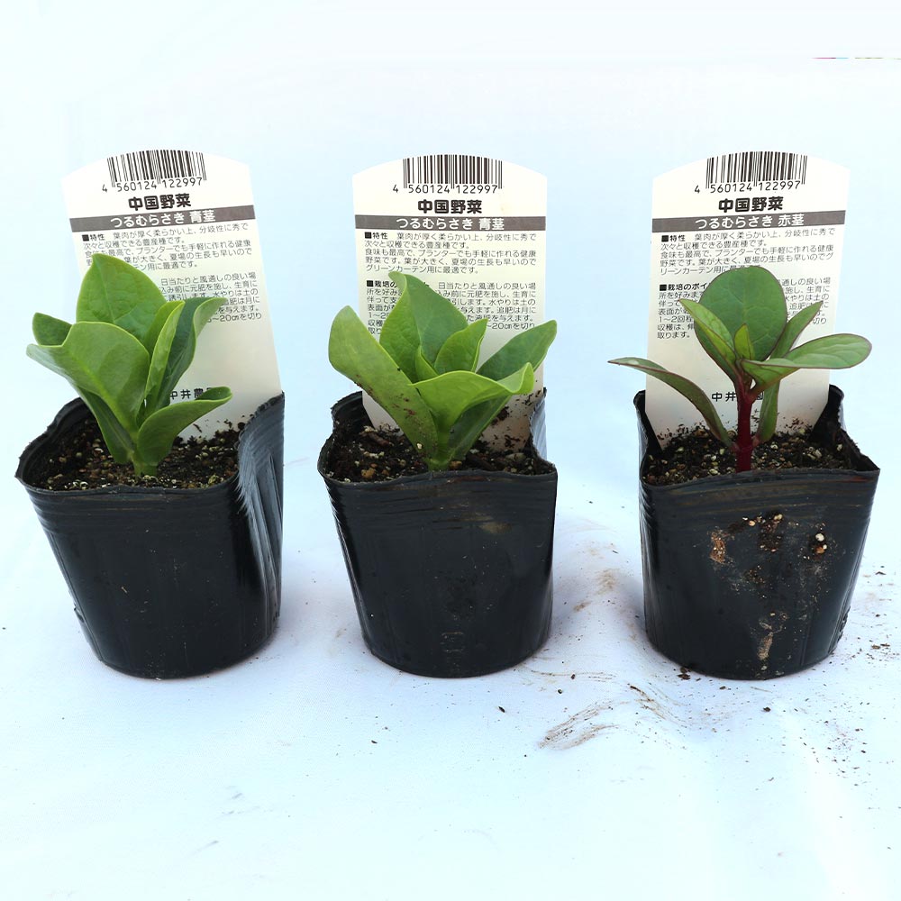 つるむらさき(赤茎・青茎見計い混合)【野菜苗9cmポット／3個セット】