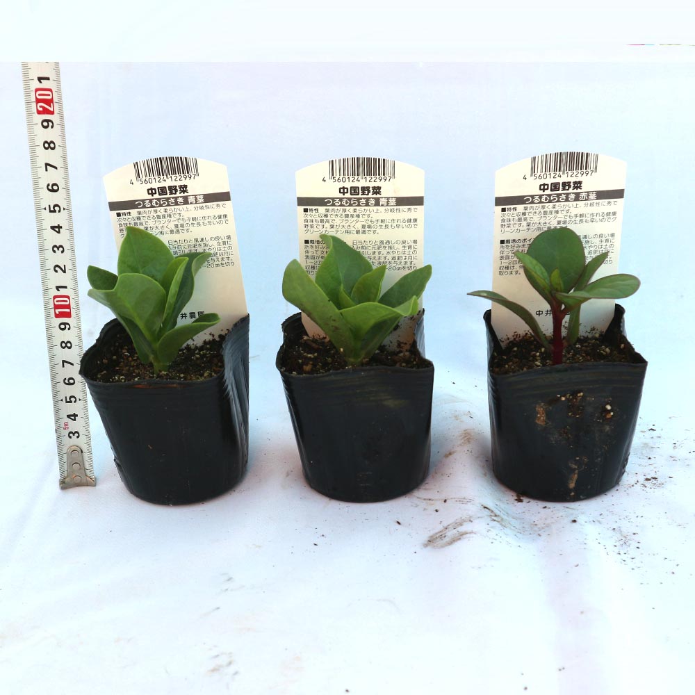 つるむらさき(赤茎・青茎見計い混合)【野菜苗9cmポット／3個セット】