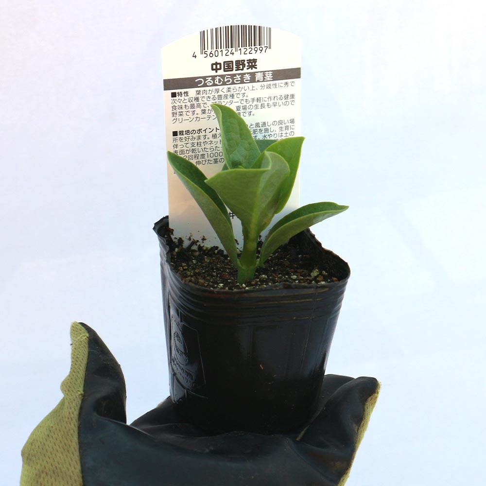 つるむらさき(赤茎・青茎見計い混合)【野菜苗9cmポット／3個セット】