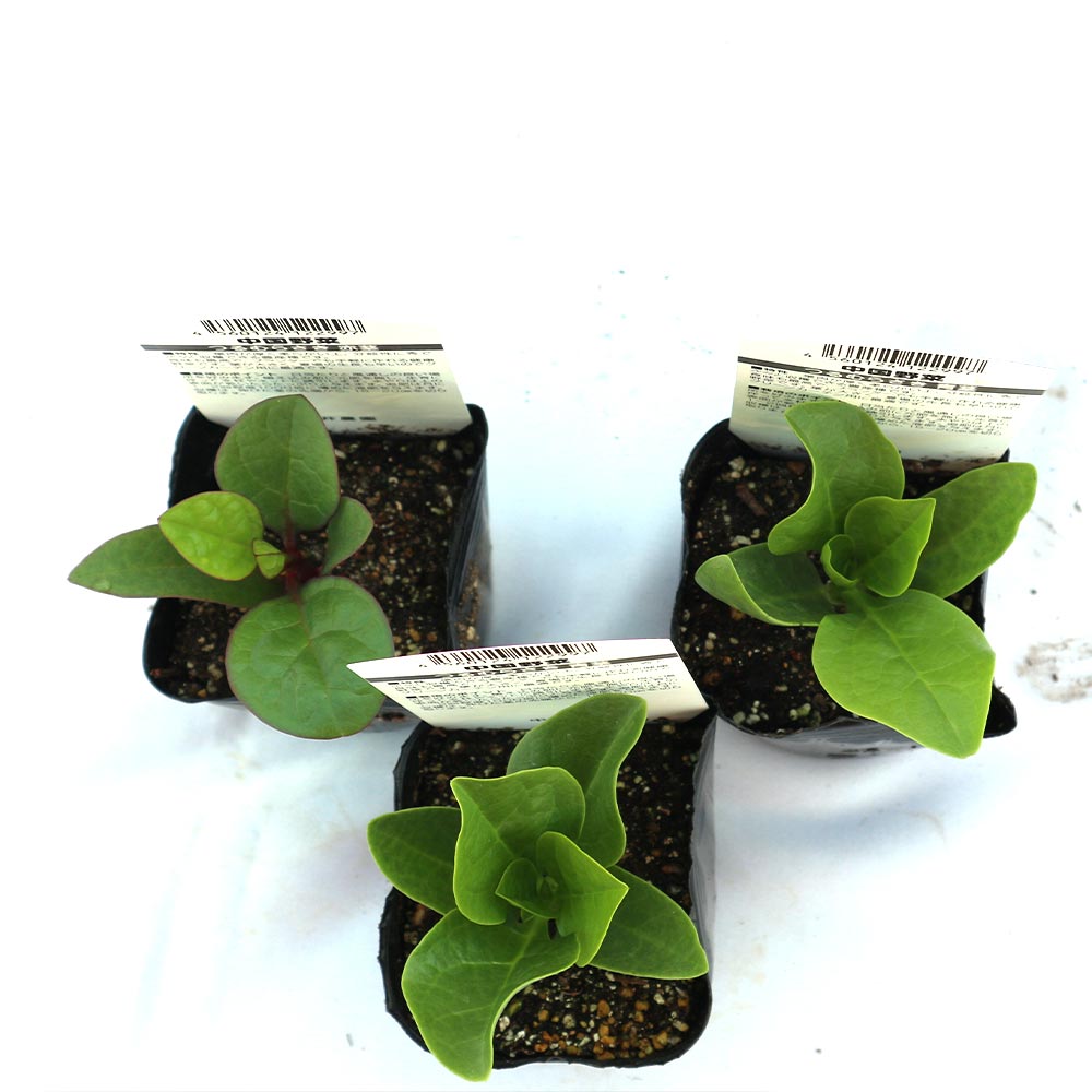 つるむらさき(赤茎・青茎見計い混合)【野菜苗9cmポット／3個セット】