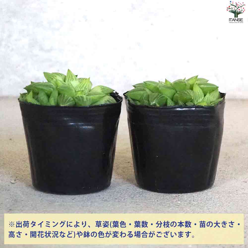 ハオルチア トゥルギタ 【多肉植物 3号ポット／1個売り】｜ 【植物の