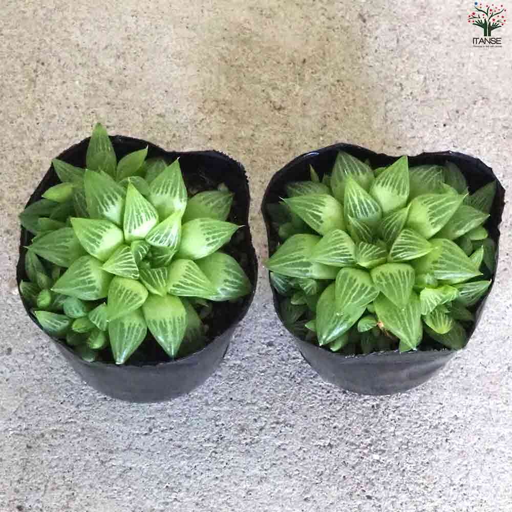 ハオルチア トゥルギタ 【多肉植物 3号ポット／1個売り】｜ 【植物の