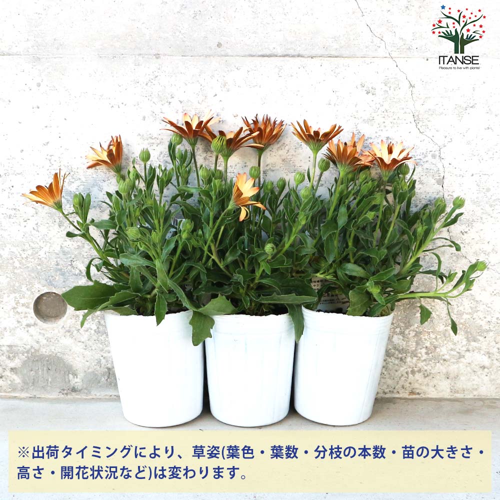 オステオスペルマム パティエ ピーチタルト【花苗 3号ロングポット