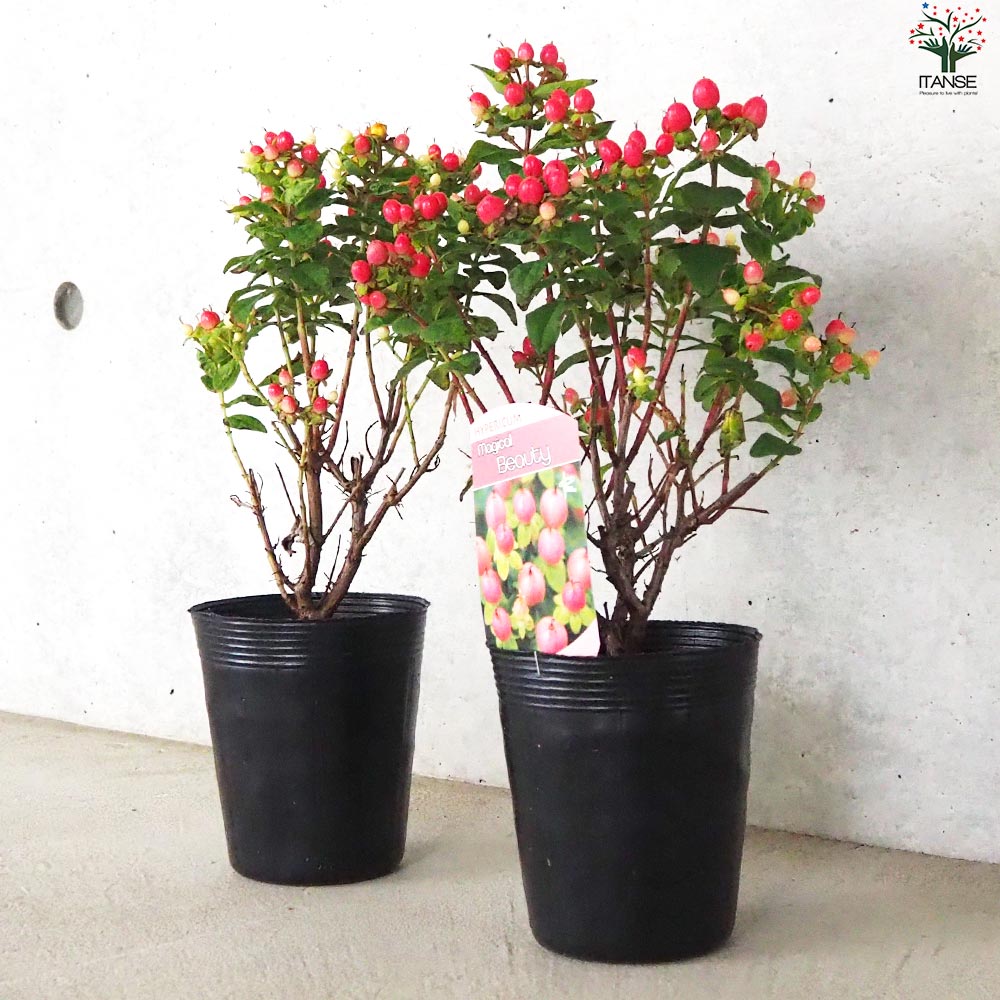 ヒペリカム マジカルビューティー【花苗 3.5号ポット】｜ 【植物の