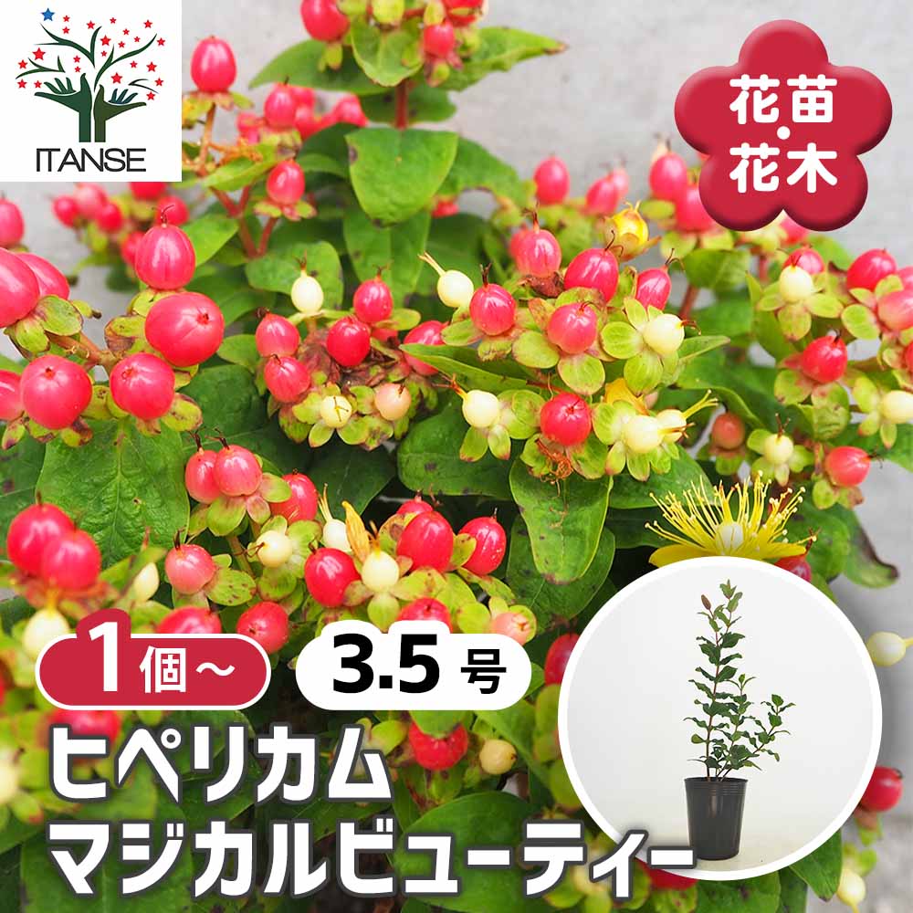 ヒペリカム マジカルビューティー【花苗 3.5号ポット】｜ 【植物の