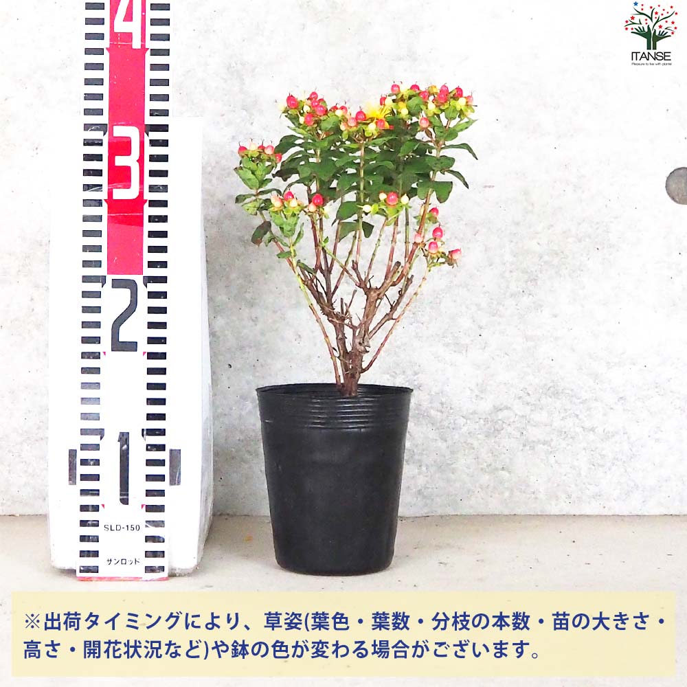 ヒペリカム♥根付き苗 ヒペリカム♥根付き苗