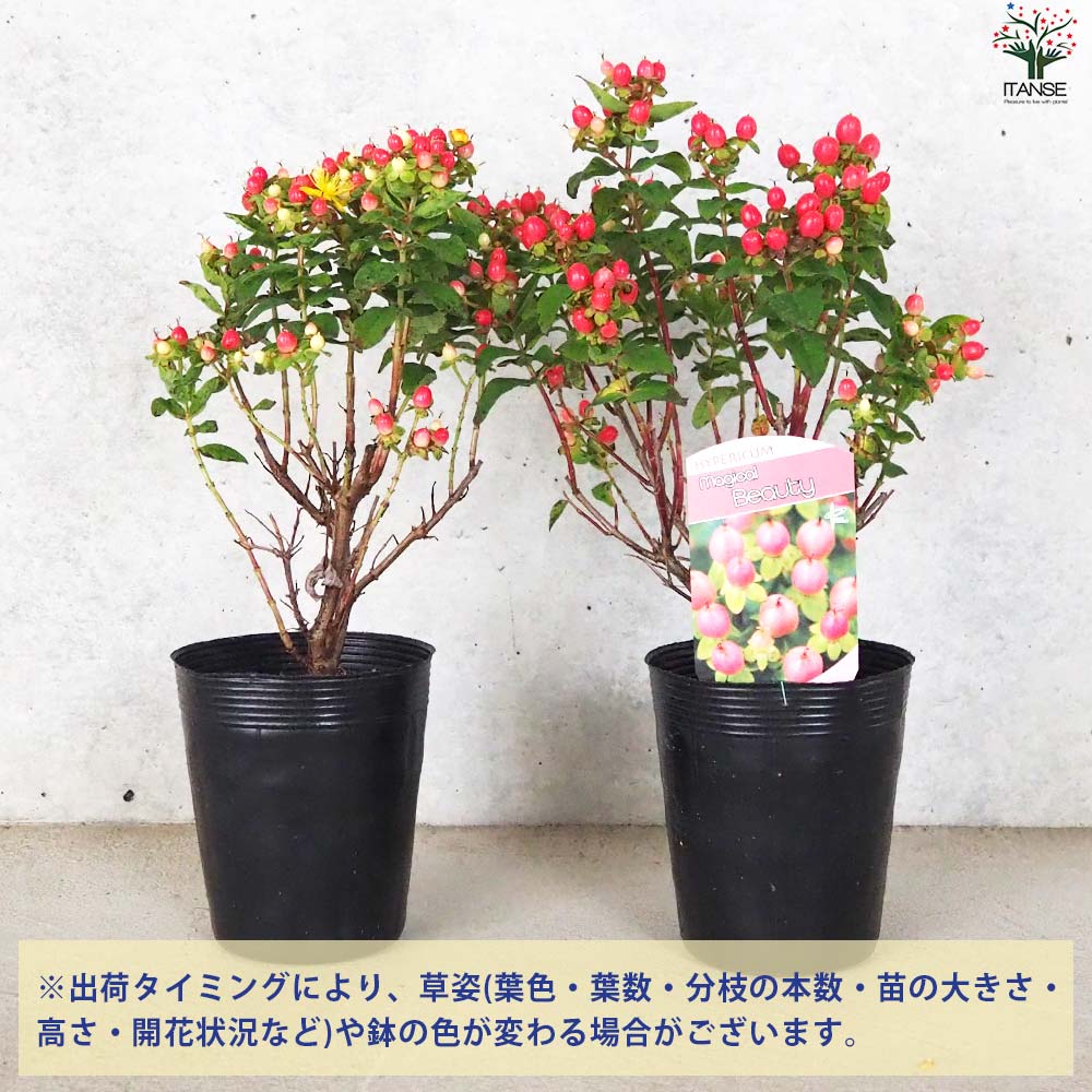 ヒペリカム マジカルビューティー【花苗 3.5号ポット】｜ 【植物の