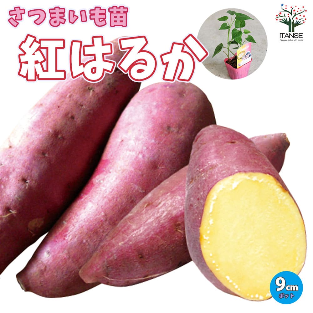 さつまいもの苗 紅はるか(ベニハルカ)【野菜の苗 9cmポット つる取り用】