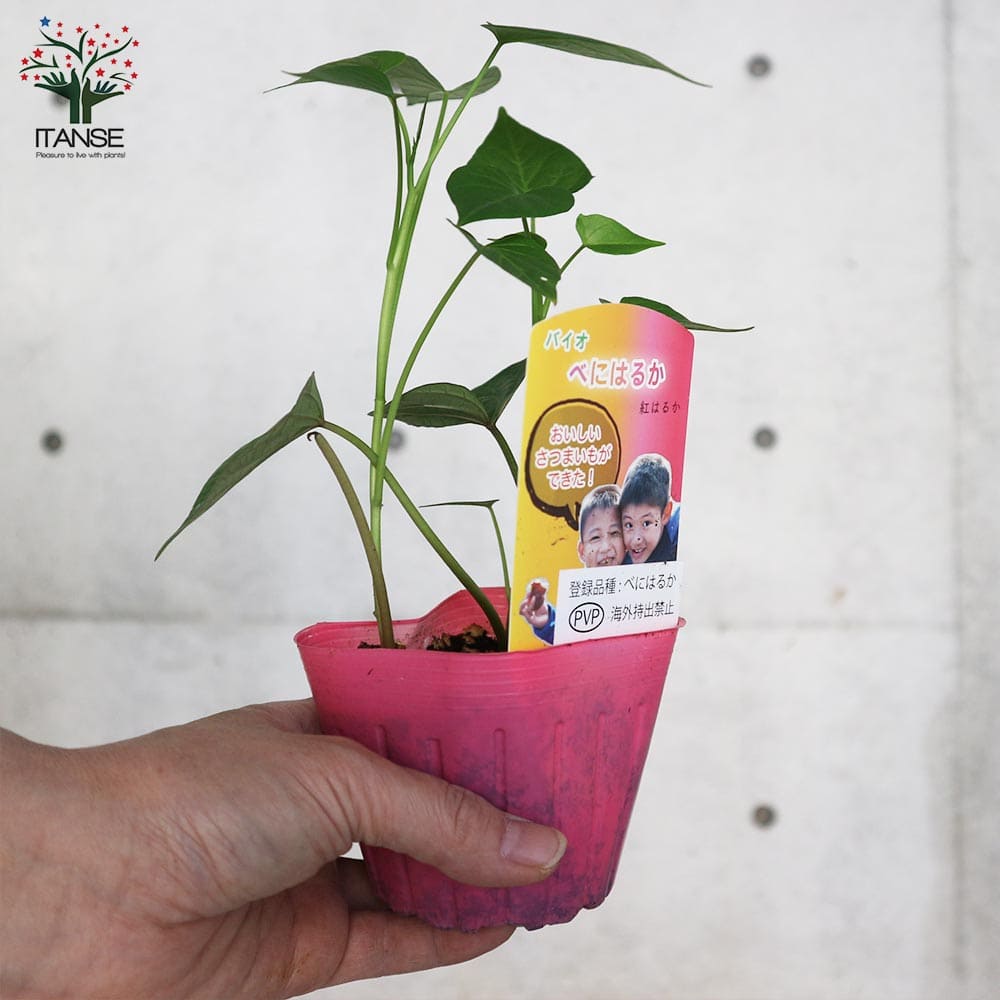 さつまいもの苗 紅はるか(ベニハルカ)2個～【野菜の苗 9cmポット