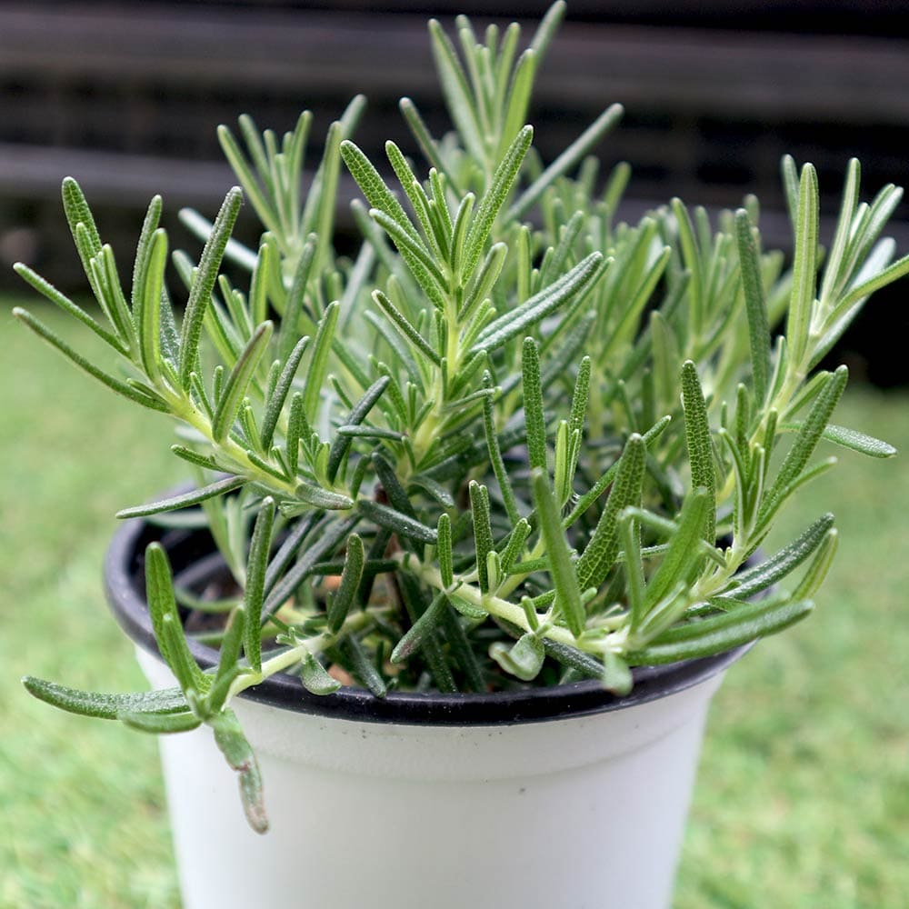 ローズマリー フォックステール 10.5cm2個～【おうちで簡単！育て