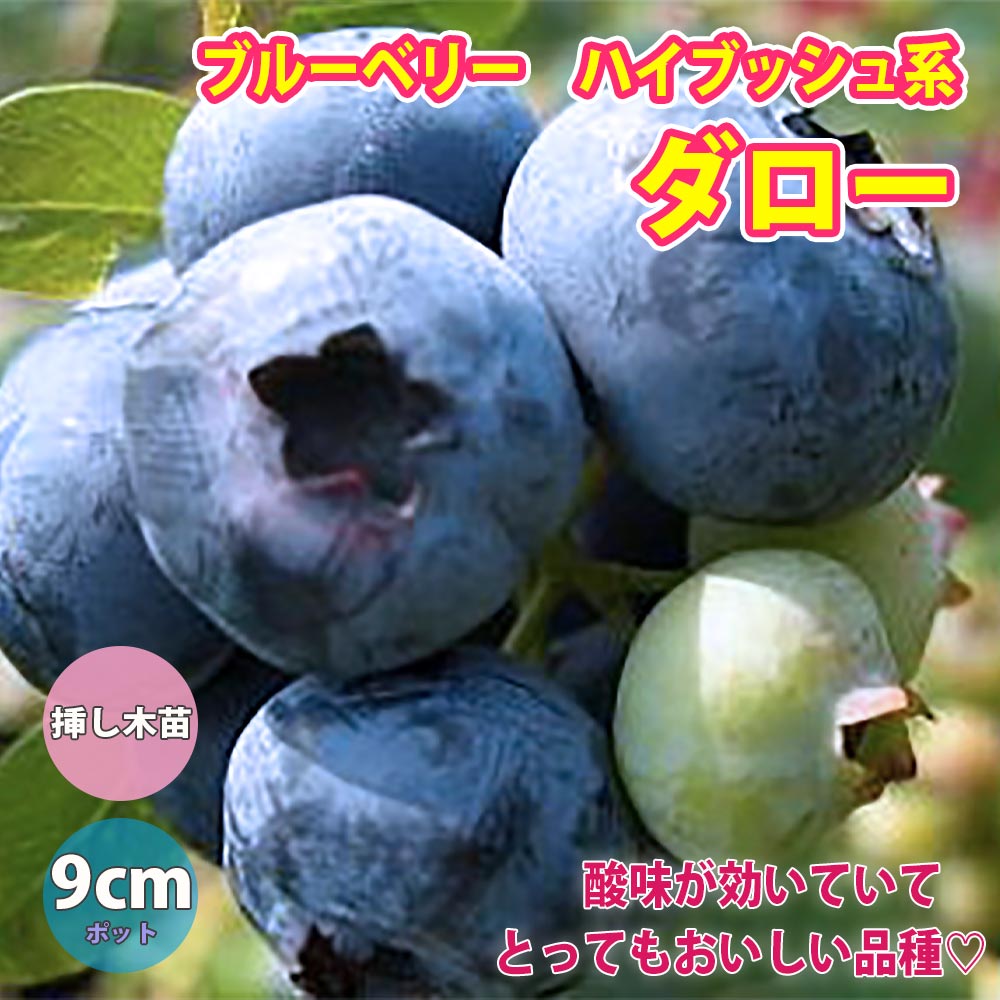 ブルーベリー苗木 「ダロー」ハイブッシュ系【果樹の苗木 9cmポット】
