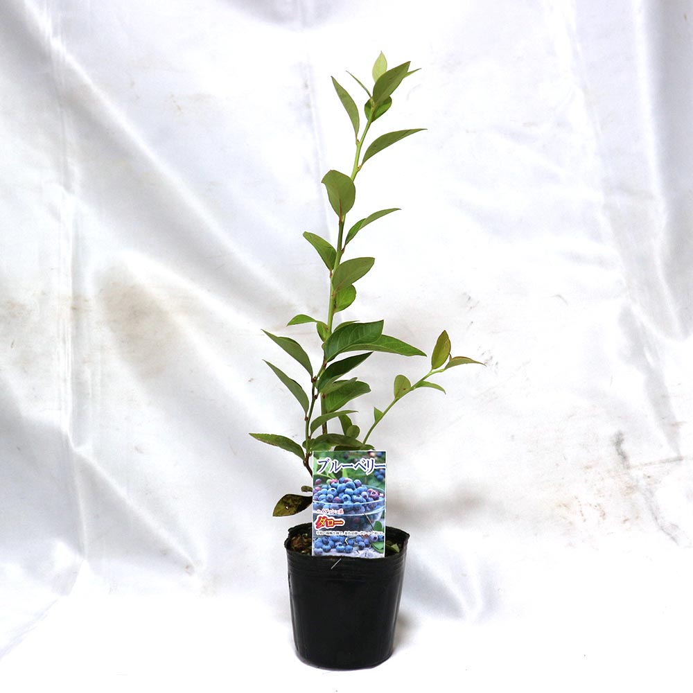 ブルーベリー苗木 「ダロー」ハイブッシュ系【果樹の苗木 9cmポット】