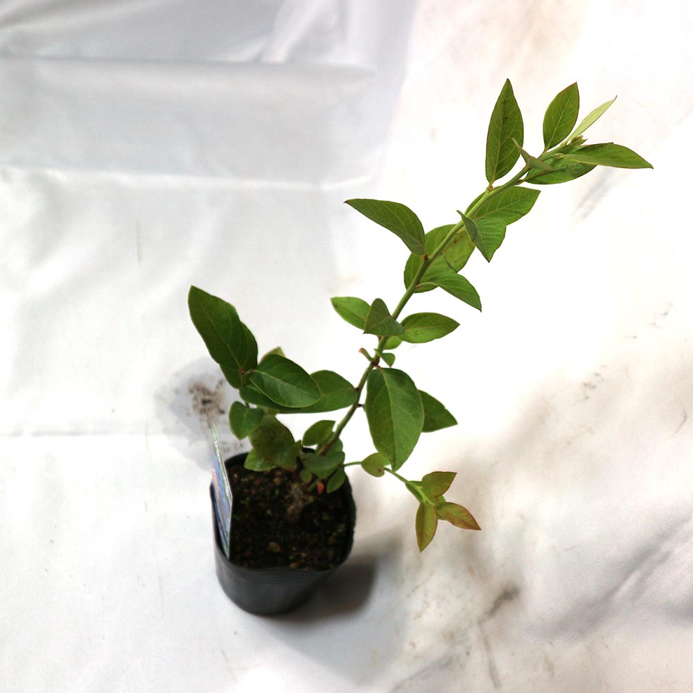 ブルーベリー苗木 「ダロー」ハイブッシュ系【果樹の苗木 9cmポット】