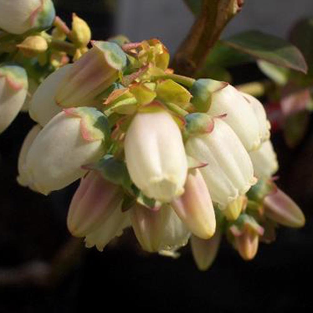 ブルーベリー苗木 「ダロー」ハイブッシュ系【果樹の苗木 9cmポット】