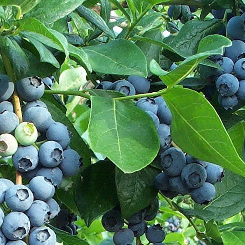 ブルーベリー苗木 「ダロー」ハイブッシュ系【果樹の苗木 9cmポット】