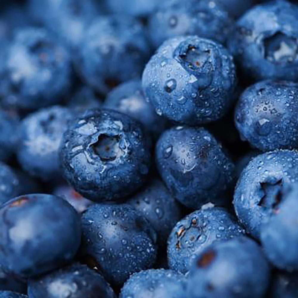 ブルーベリー苗木 「ダロー」ハイブッシュ系【果樹の苗木 9cmポット】