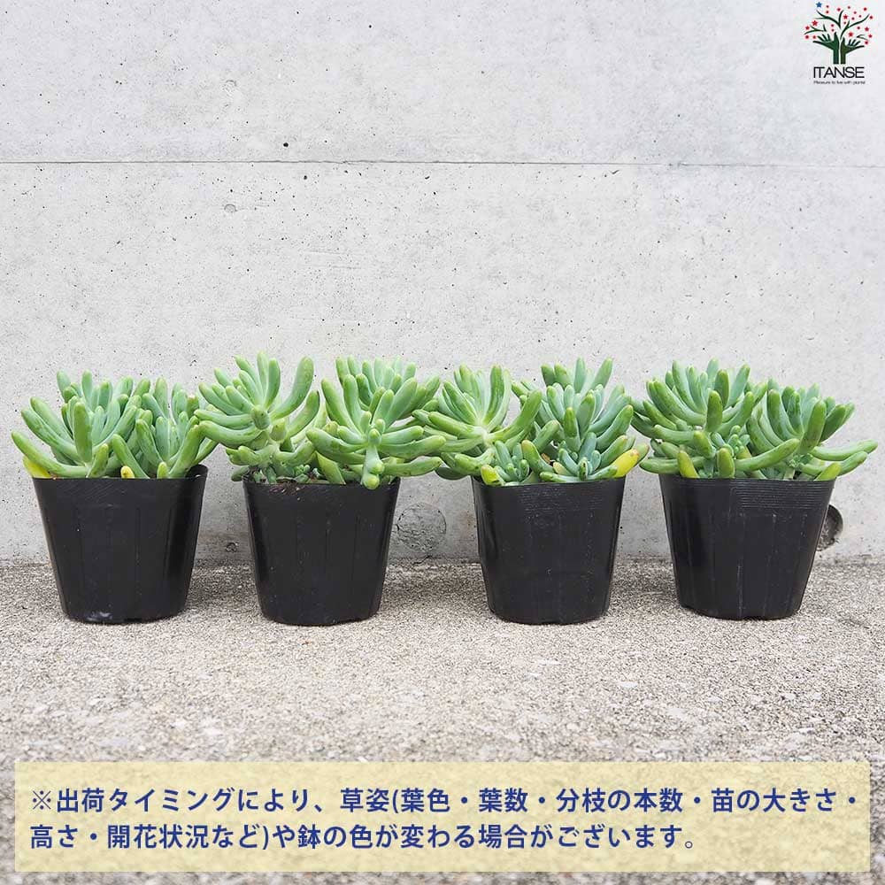 セダム 乙女心 オトメゴコロ【多肉植物 3号ポット】｜ 【植物の