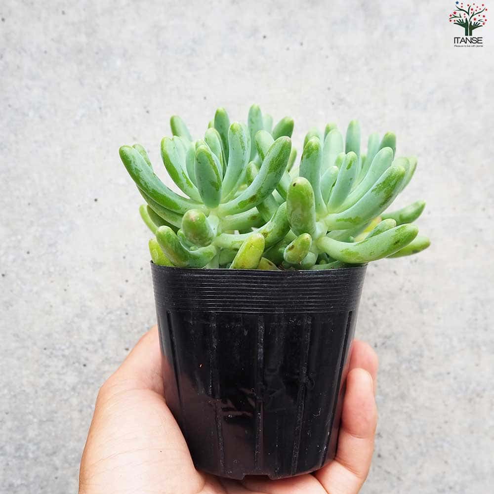 お纏め　多肉植物　乙女心錦　未発根 img_cache_r_35789_c_1752500176