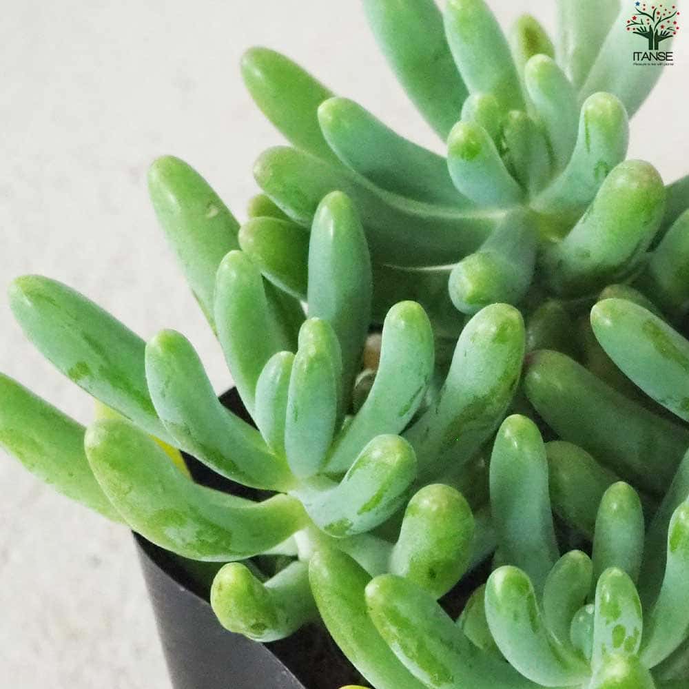 多肉植物　セダム　乙女心　3カット セダム 乙女心 オトメゴコロ【多肉植物 3号ポット】｜ 【植物の