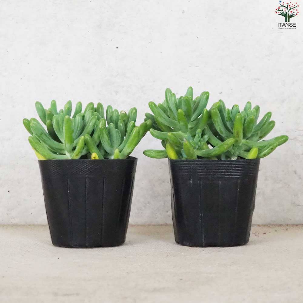 多肉植物　セダム　乙女心　3カット Amazon.co.jp: ITANSE セダム 乙女心(オトメゴコロ) 3号