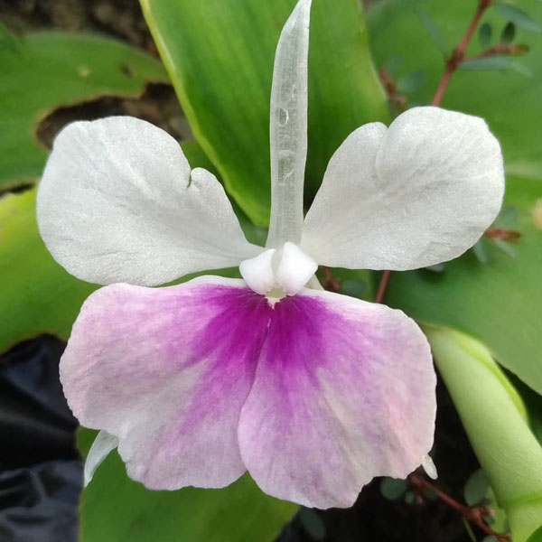 「バンウコン ケンフェリア・ガランガの苗(カチュールスガンディ) 10.5cmポット苗 1個売り」インド原産のハーブ、バンウコンはインド原産の多年草で、地面に張り付くように葉を広げ、その中心部に白い可憐な花を咲かせます。全体に生姜に似た芳香と辛みがあります。