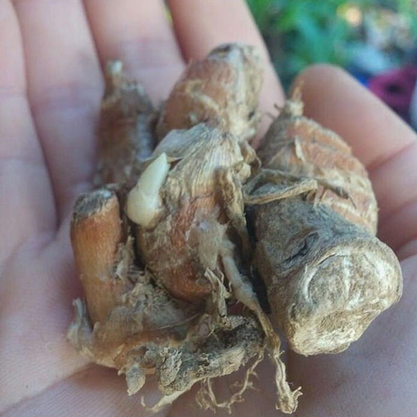 「バンウコン ケンフェリア・ガランガの苗(カチュールスガンディ) 10.5cmポット苗 1個売り」インド原産のハーブ、バンウコンはインド原産の多年草で、地面に張り付くように葉を広げ、その中心部に白い可憐な花を咲かせます。全体に生姜に似た芳香と辛みがあります。