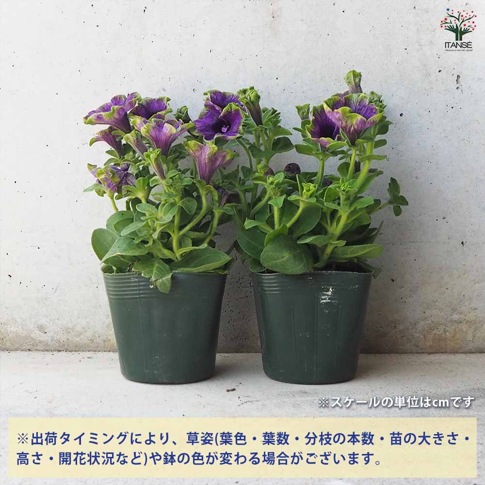 ◆　根付き苗　◆希少品種◆タグ付き　ペチュニア◆　真輝　～まさき～ ◇ 根付き苗 ◇希少品種◇タグ付き ペチュニア◇ 真輝 ～まさき