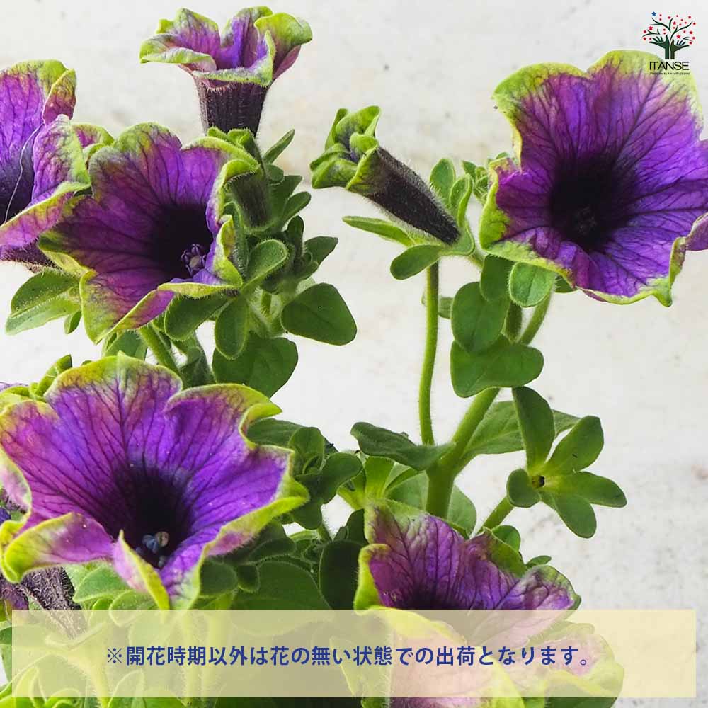 ◆　根付き苗　◆希少品種◆タグ付き　ペチュニア◆　真輝　～まさき～ ペチュニア：真輝（まさき）3.5号ポット の通販 | 園芸ネット