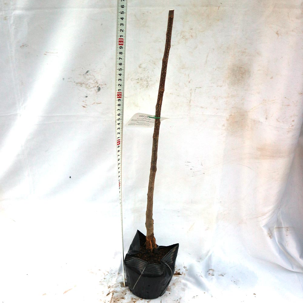 朝倉山椒の苗木 15cmポット接木苗 (あさくらさんしょう/トゲ無し実山椒)