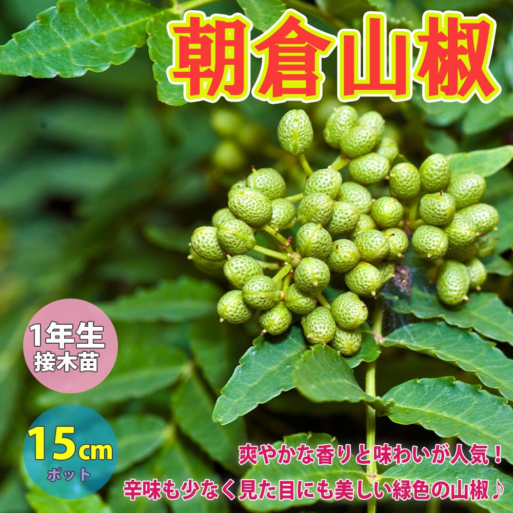 朝倉山椒(あさくらさんしょう／トゲ無し実山椒)の苗木 15cm