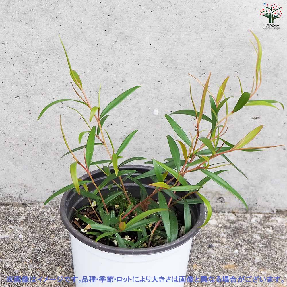 レモンティーツリー 2個～【ハーブの苗 10.5cm鉢】｜ 【植物の