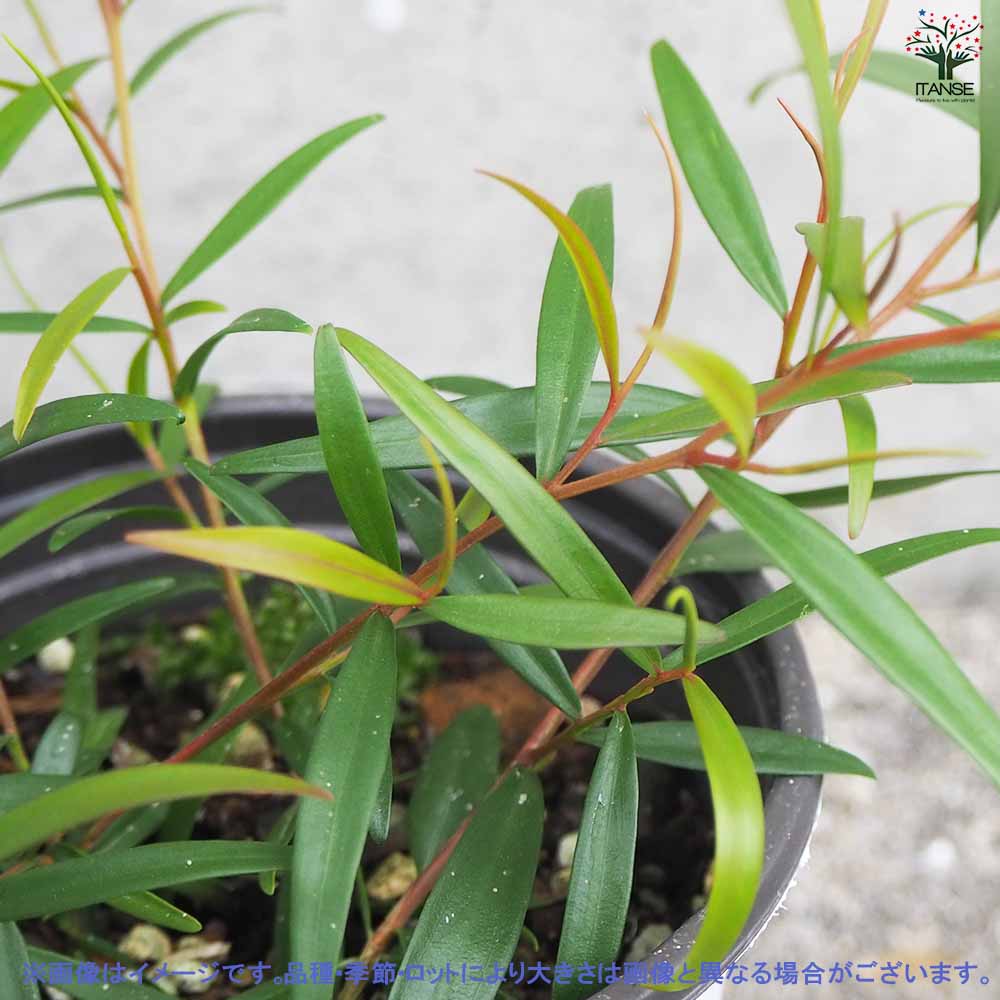 いしちゃん商品！120㎝オーバーの幹も太いレモンティーツリー10号鉢 いしちゃん様専用商品！120㎝オーバーの幹も太いレモンティー