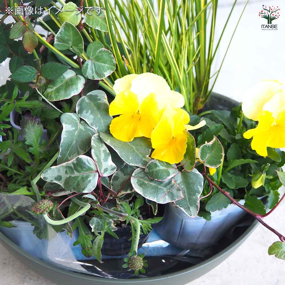 ギャザリン ボウル グリーン 【資材 Sサイズ 季節の花苗＆カラーリーフ