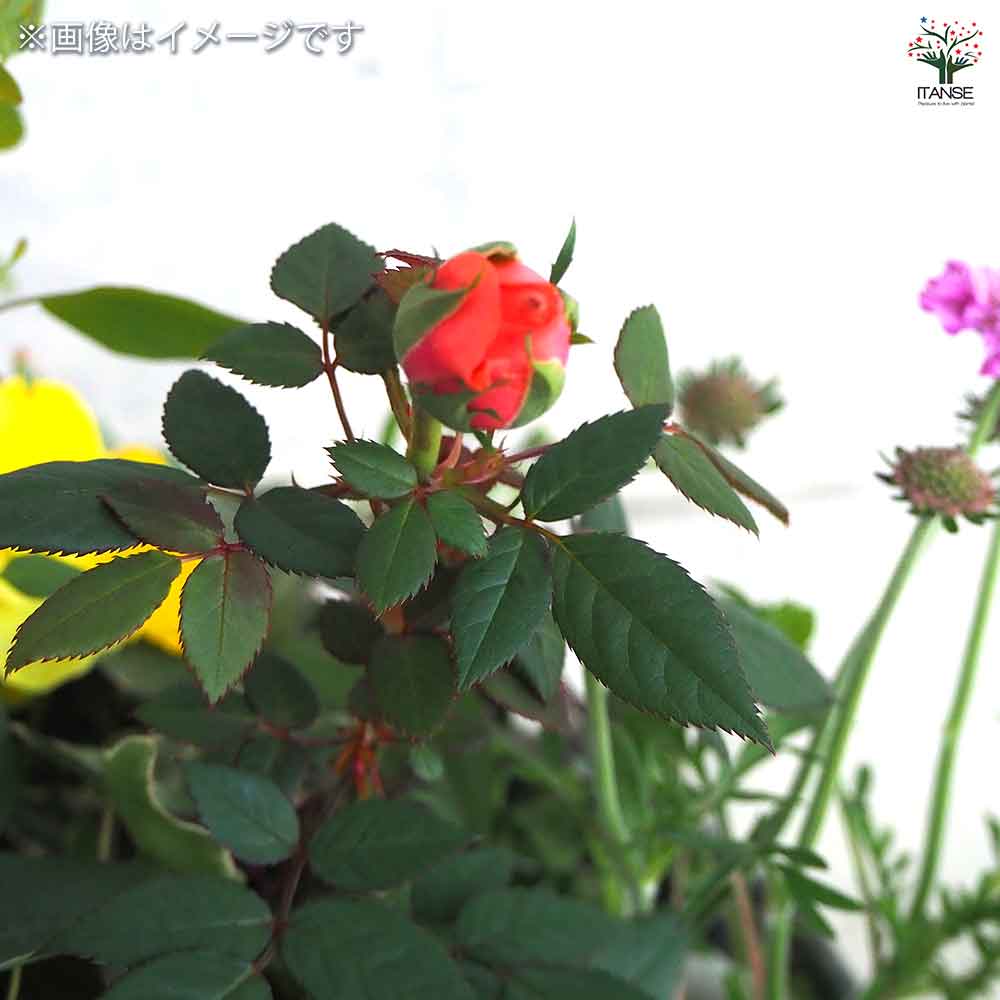 ギャザリン ボウル グリーン 【資材 Sサイズ 季節の花苗&カラーリーフ寄せ植え風 投げ込みAセット】