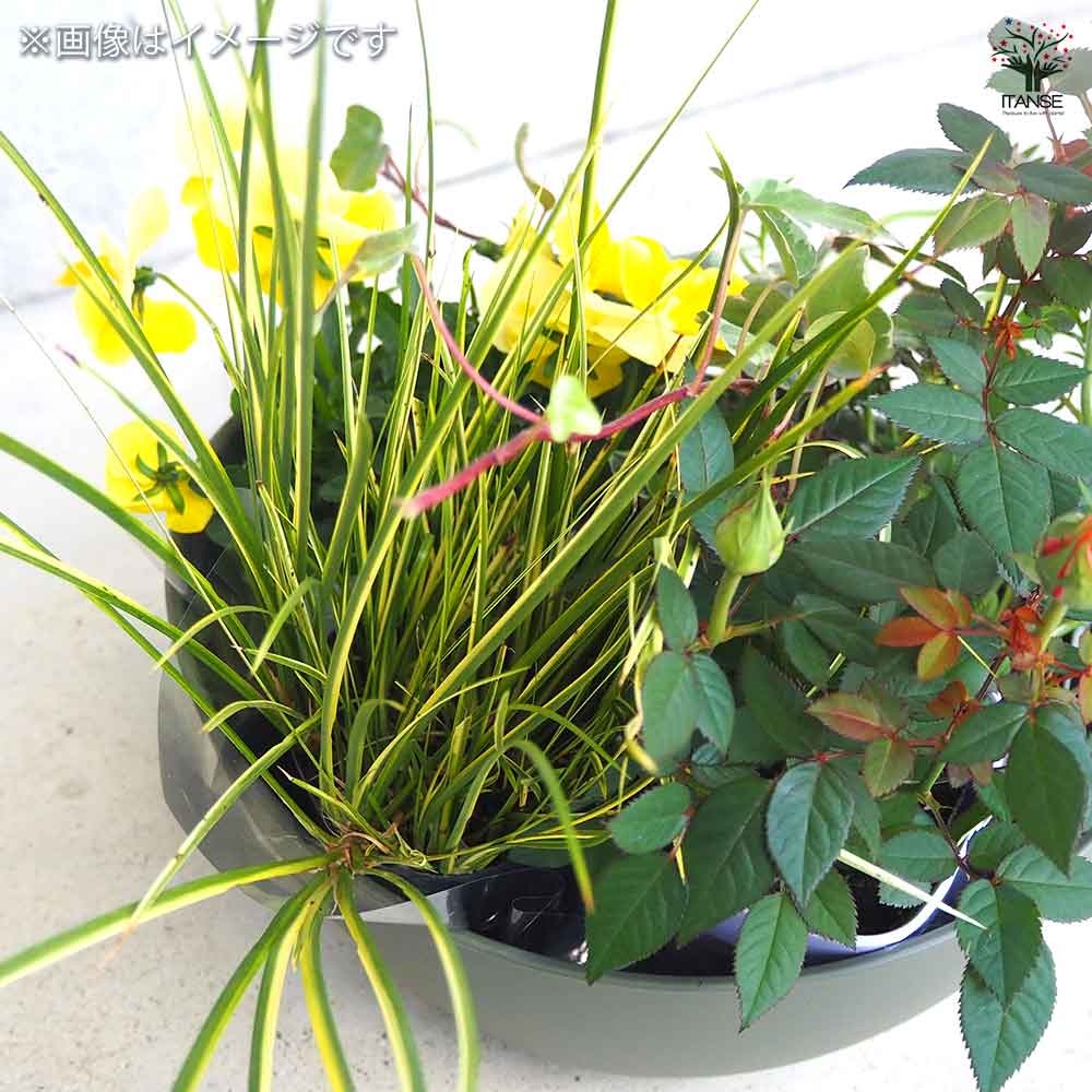 ギャザリン ボウル グリーン 【資材 Sサイズ 季節の花苗&カラーリーフ寄せ植え風 投げ込みAセット】