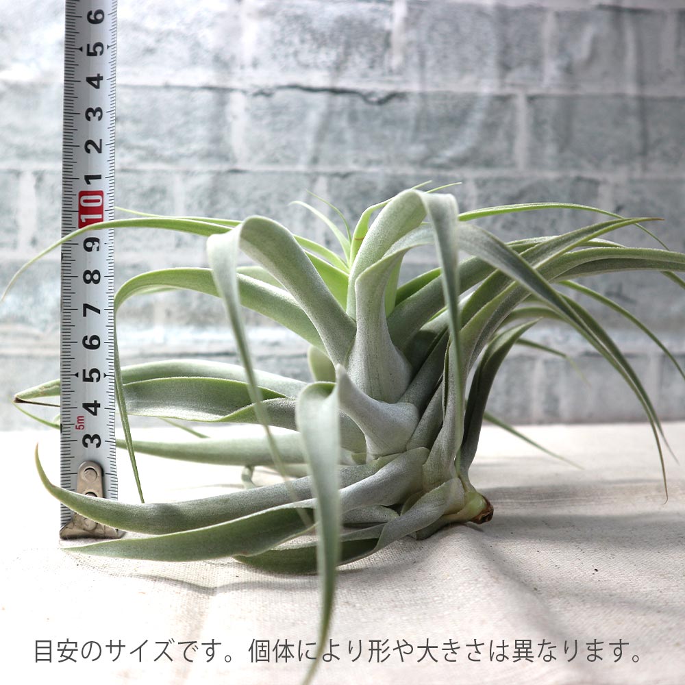 エアプランツ チランジア ドラティ 大サイズ 送料無料]チランジア