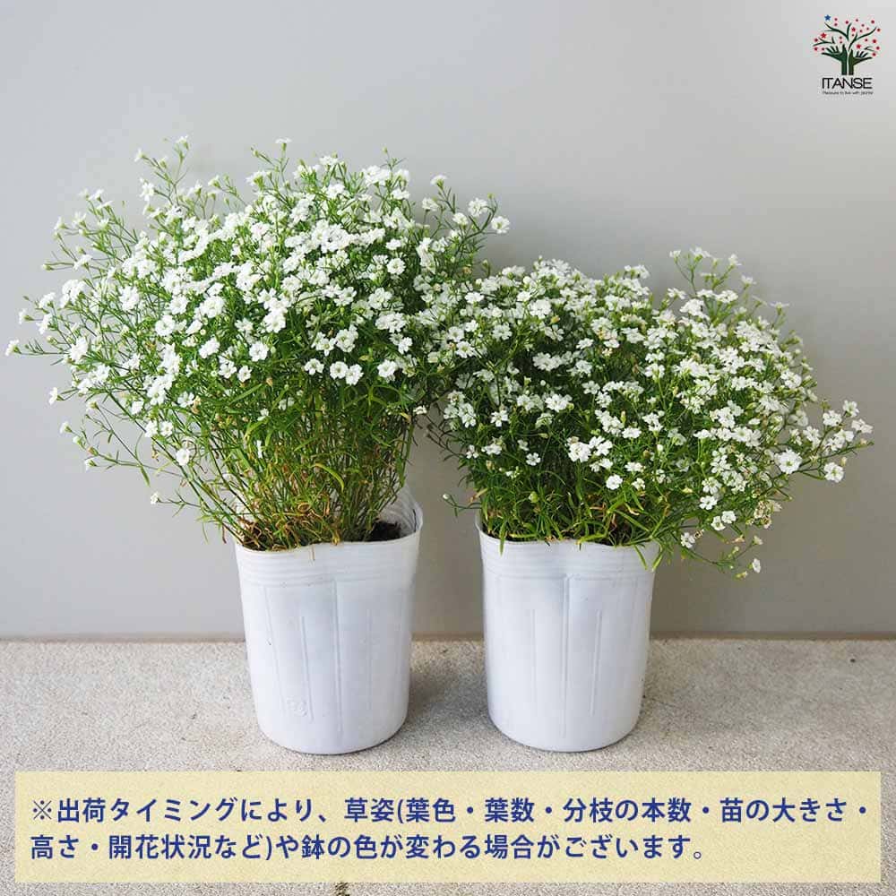 カスミソウ ジプシー ホワイト 2個～【花苗 3号ポット】｜ 【植物の